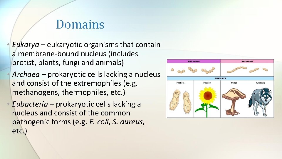 Domains • Eukarya – eukaryotic organisms that contain a membrane-bound nucleus (includes protist, plants,