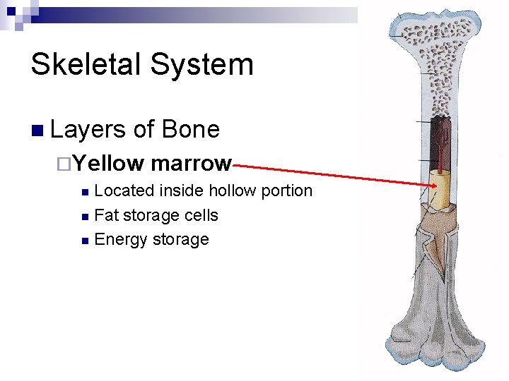 Skeletal System n Layers of Bone ¨Yellow marrow Located inside hollow portion n Fat