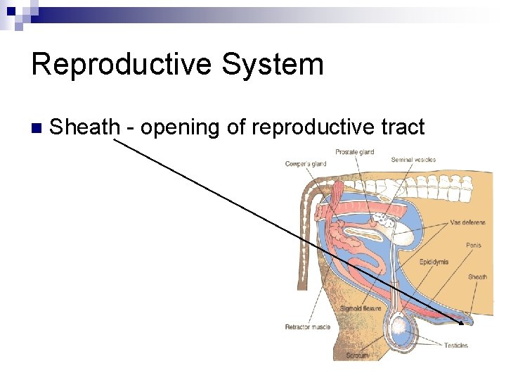 Reproductive System n Sheath - opening of reproductive tract 