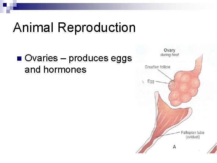 Animal Reproduction n Ovaries – produces eggs and hormones 