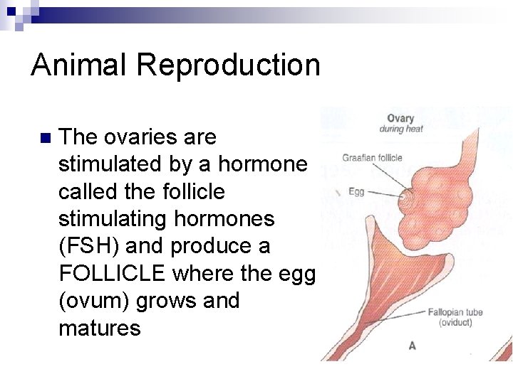 Animal Reproduction n The ovaries are stimulated by a hormone called the follicle stimulating