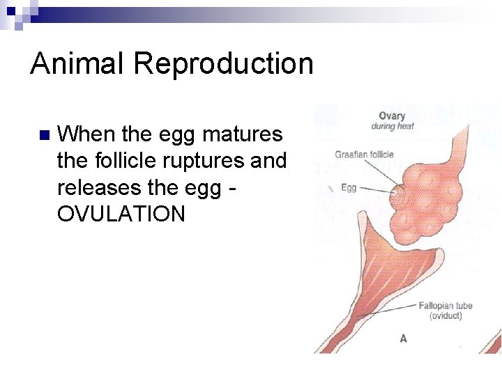 Animal Reproduction n When the egg matures the follicle ruptures and releases the egg