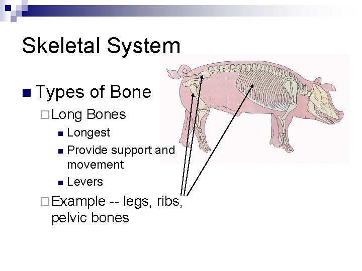 Skeletal System n Types ¨ Long of Bones Longest n Provide support and movement