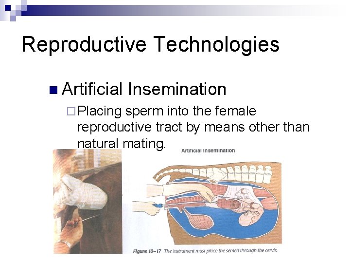 Reproductive Technologies n Artificial ¨ Placing Insemination sperm into the female reproductive tract by