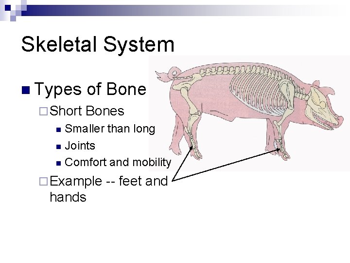 Skeletal System n Types ¨ Short of Bones Smaller than long n Joints n