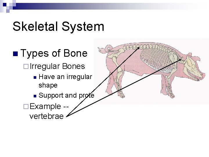 Skeletal System n Types of Bone ¨ Irregular Bones Have an irregular shape n