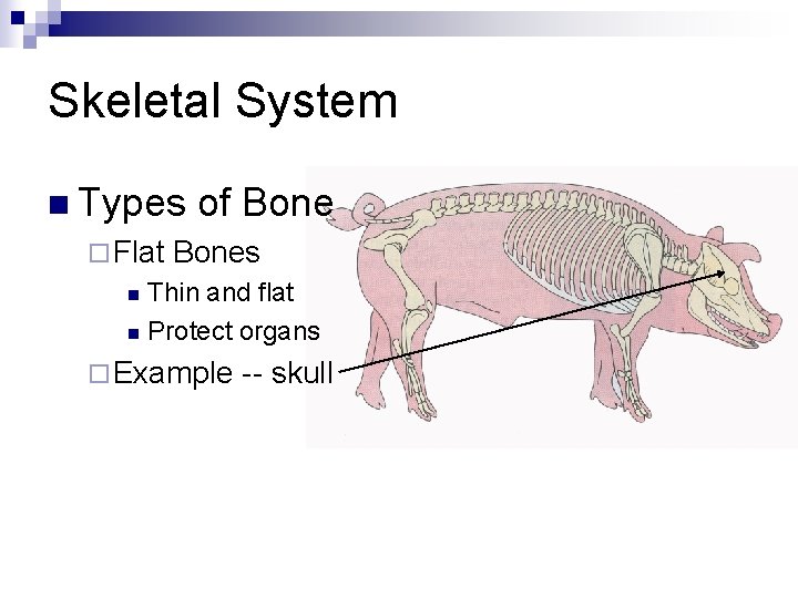 Skeletal System n Types ¨ Flat of Bones Thin and flat n Protect organs