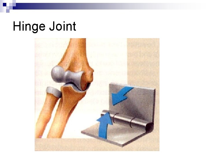 Hinge Joint 