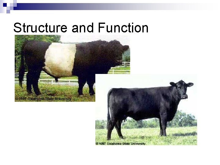 Structure and Function 