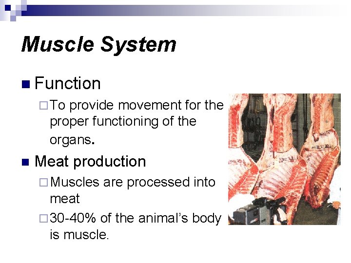 Muscle System n Function ¨ To provide movement for the proper functioning of the