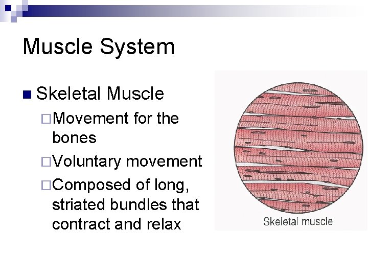 Muscle System n Skeletal Muscle ¨Movement for the bones ¨Voluntary movement ¨Composed of long,