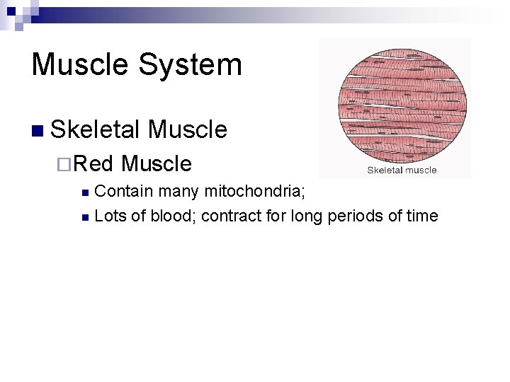 Muscle System n Skeletal ¨Red Muscle Contain many mitochondria; n Lots of blood; contract