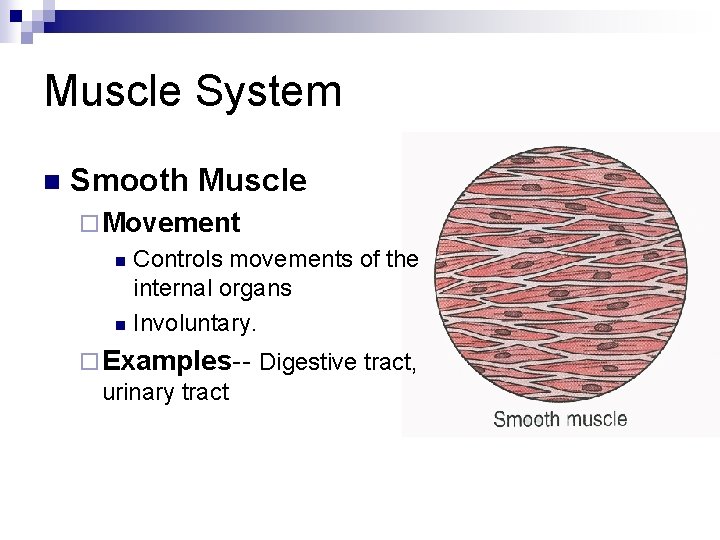 Muscle System n Smooth Muscle ¨ Movement Controls movements of the internal organs n