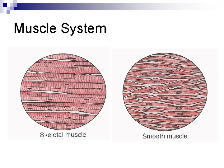 Muscle System 