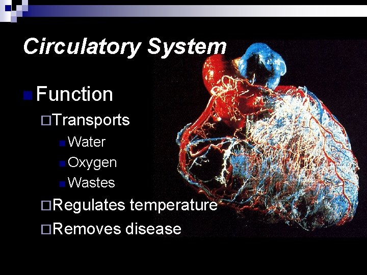 Circulatory System n Function ¨Transports n Water n Oxygen n Wastes ¨Regulates temperature ¨Removes