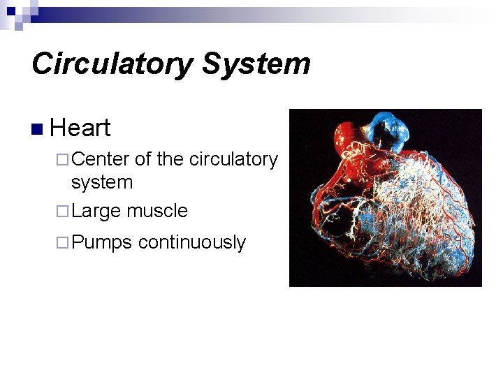 Circulatory System n Heart ¨ Center of the circulatory system ¨ Large muscle ¨