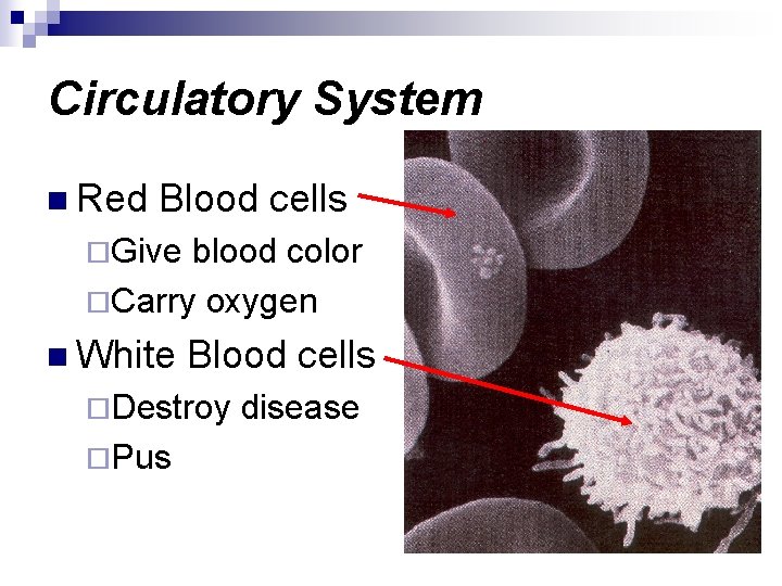 Circulatory System n Red Blood cells ¨Give blood color ¨Carry oxygen n White Blood