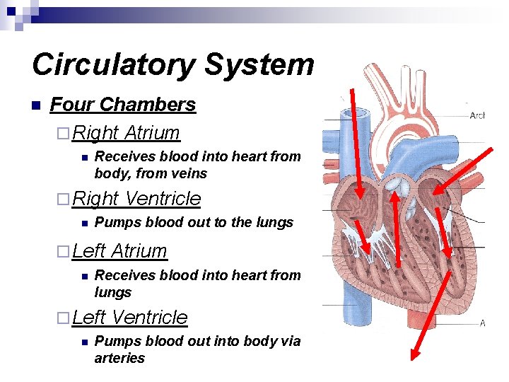 Circulatory System n Four Chambers ¨ Right Atrium n Receives blood into heart from