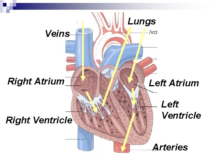 Lungs Veins Right Atrium Right Ventricle Left Atrium Left Ventricle Arteries 