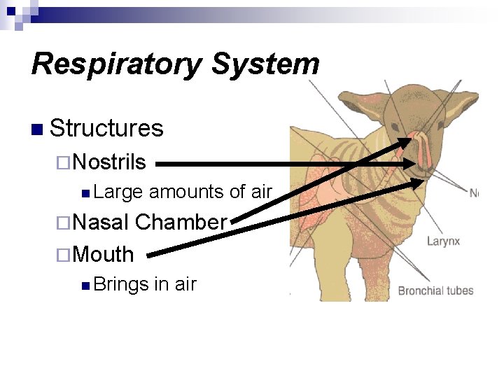 Respiratory System n Structures ¨Nostrils n Large ¨Nasal amounts of air Chamber ¨Mouth n