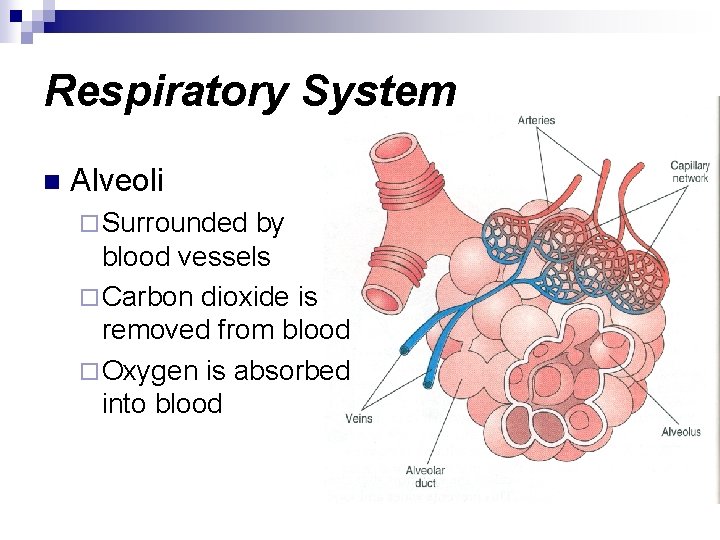 Respiratory System n Alveoli ¨ Surrounded by blood vessels ¨ Carbon dioxide is removed