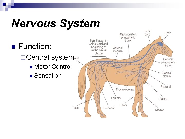 Nervous System n Function: ¨ Central system Motor Control n Sensation n 