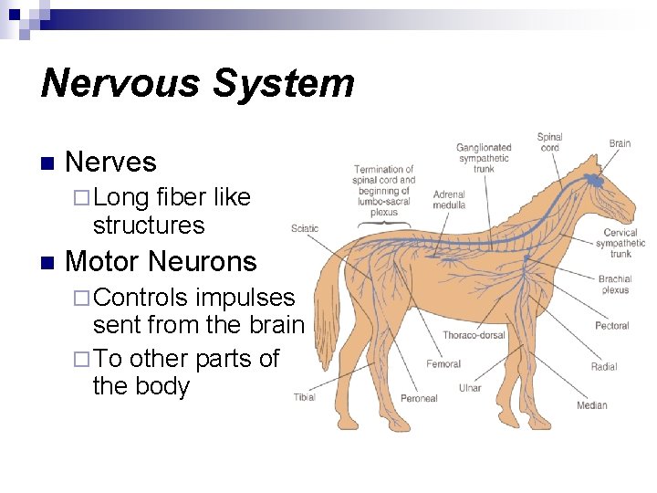 Nervous System n Nerves ¨ Long fiber like structures n Motor Neurons ¨ Controls