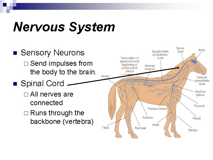 Nervous System n Sensory Neurons ¨ Send impulses from the body to the brain.