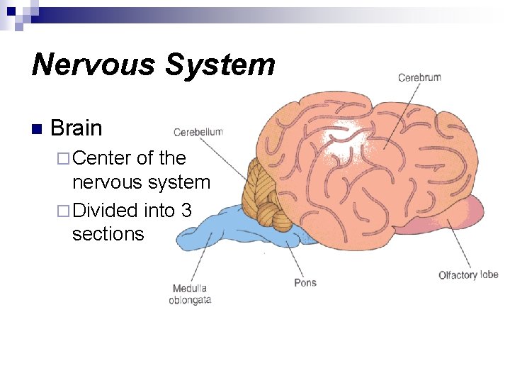 Nervous System n Brain ¨ Center of the nervous system ¨ Divided into 3