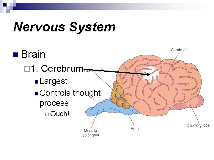 Nervous System n Brain ¨ 1. Cerebrum n Largest n Controls process ¨ Ouch!