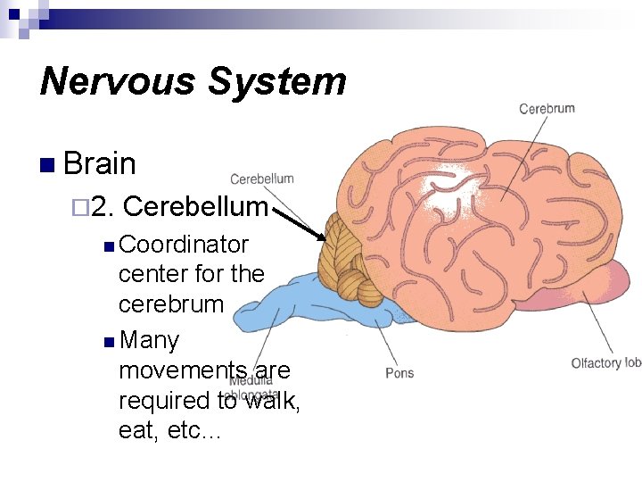 Nervous System n Brain ¨ 2. Cerebellum n Coordinator center for the cerebrum n