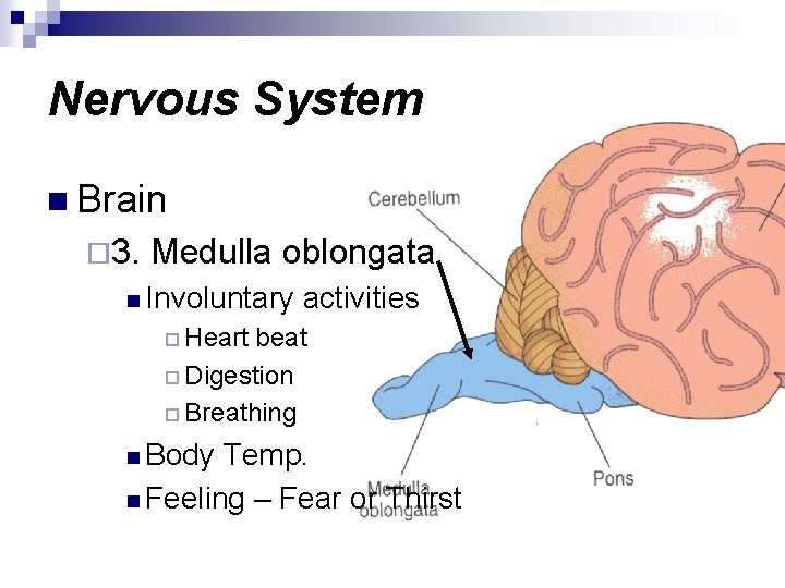 Nervous System n Brain ¨ 3. Medulla oblongata n Involuntary activities ¨ Heart beat