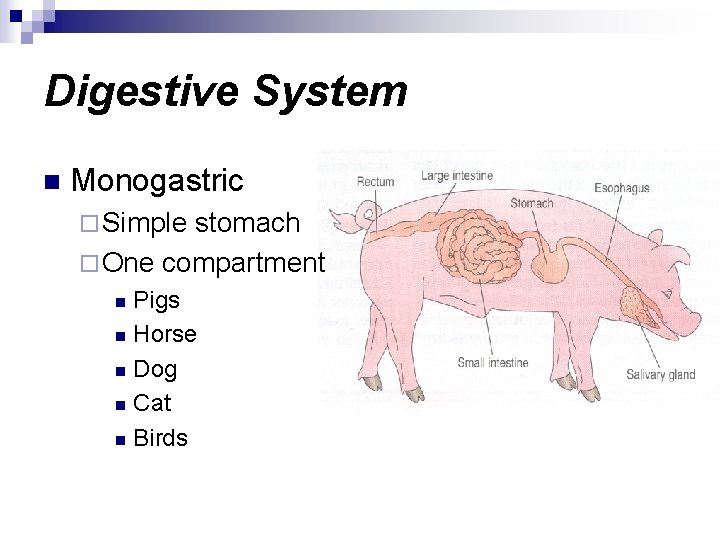 Digestive System n Monogastric ¨ Simple stomach ¨ One compartment Pigs n Horse n