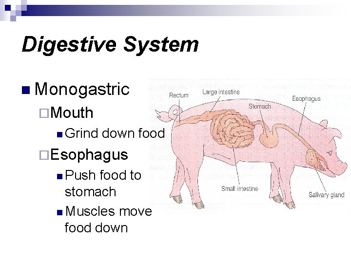 Digestive System n Monogastric ¨Mouth n Grind down food ¨Esophagus n Push food to