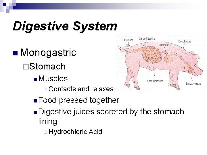 Digestive System n Monogastric ¨Stomach n Muscles ¨ Contacts and relaxes n Food pressed