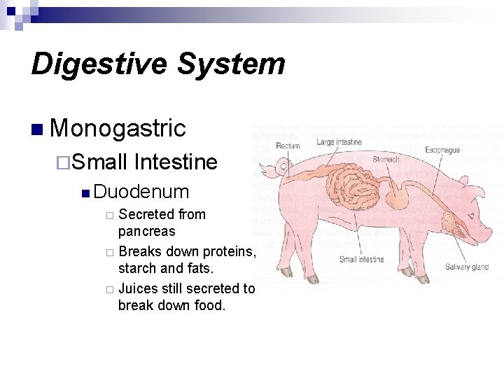 Digestive System n Monogastric ¨Small Intestine n Duodenum Secreted from pancreas ¨ Breaks down