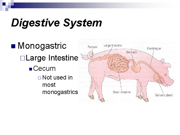 Digestive System n Monogastric ¨Large Intestine n Cecum ¨ Not used in most monogastrics