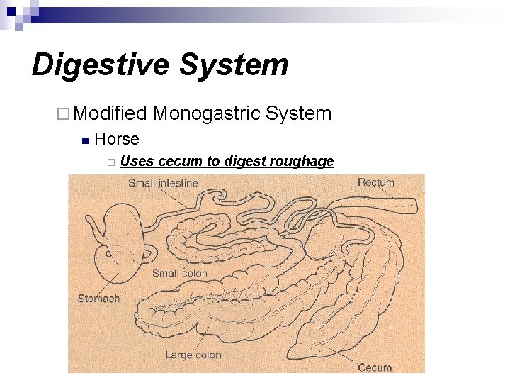 Digestive System ¨ Modified n Monogastric System Horse ¨ Uses cecum to digest roughage