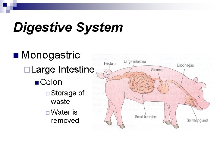 Digestive System n Monogastric ¨Large Intestine n Colon ¨ Storage of waste ¨ Water