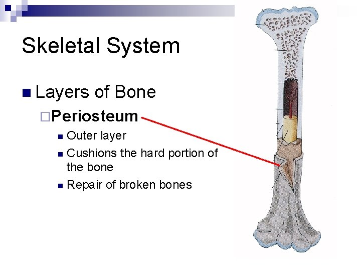 Skeletal System n Layers of Bone ¨Periosteum Outer layer n Cushions the hard portion