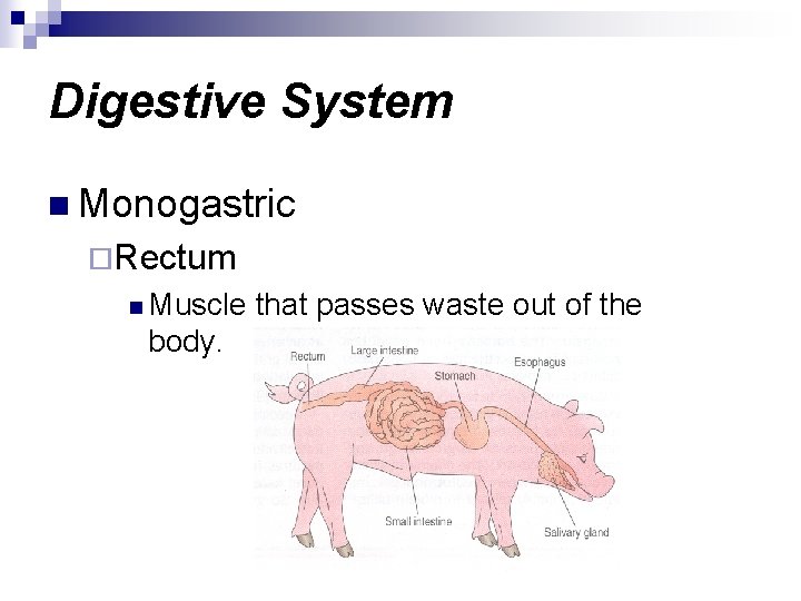 Digestive System n Monogastric ¨Rectum n Muscle body. that passes waste out of the