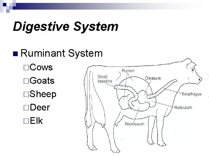 Digestive System n Ruminant ¨Cows ¨Goats ¨Sheep ¨Deer ¨Elk System 