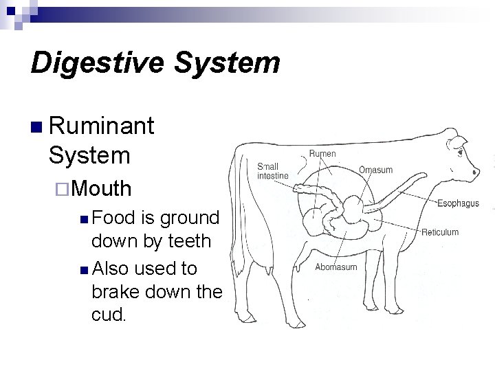 Digestive System n Ruminant System ¨Mouth n Food is ground down by teeth n