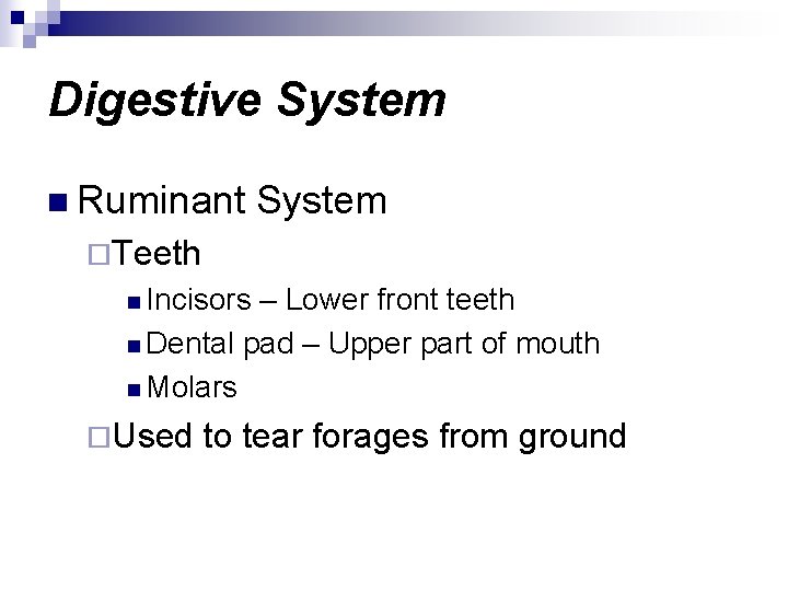 Digestive System n Ruminant System ¨Teeth n Incisors – Lower front teeth n Dental