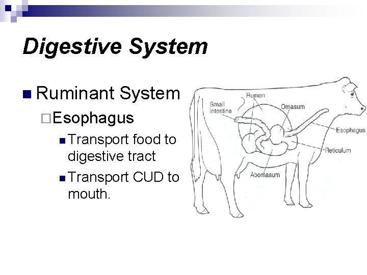 Digestive System n Ruminant System ¨Esophagus n Transport food to digestive tract n Transport