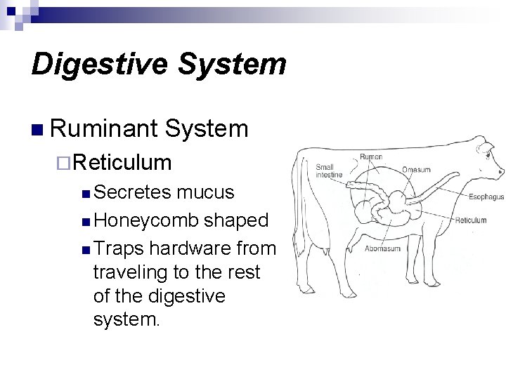 Digestive System n Ruminant System ¨Reticulum n Secretes mucus n Honeycomb shaped n Traps