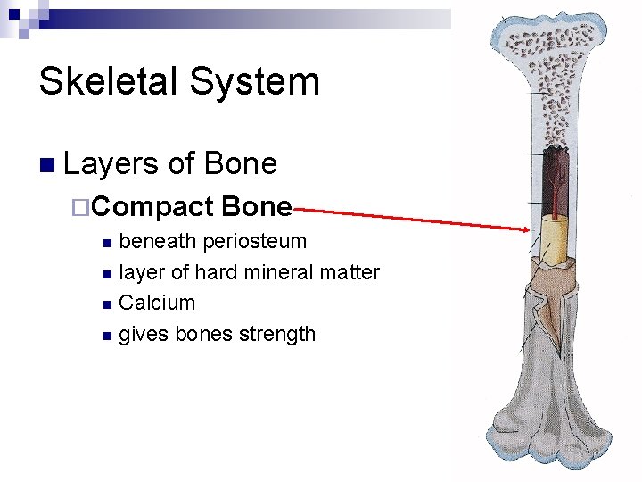 Skeletal System n Layers of Bone ¨Compact Bone beneath periosteum n layer of hard