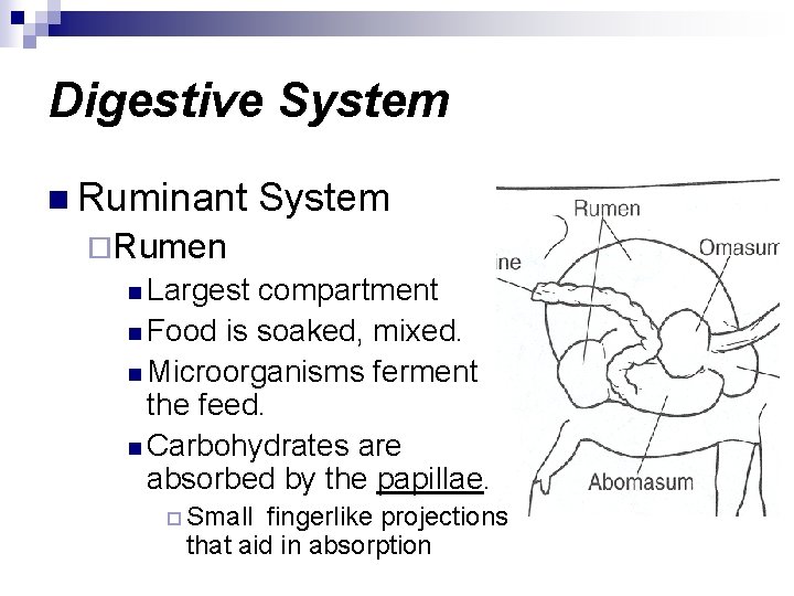 Digestive System n Ruminant System ¨Rumen n Largest compartment n Food is soaked, mixed.