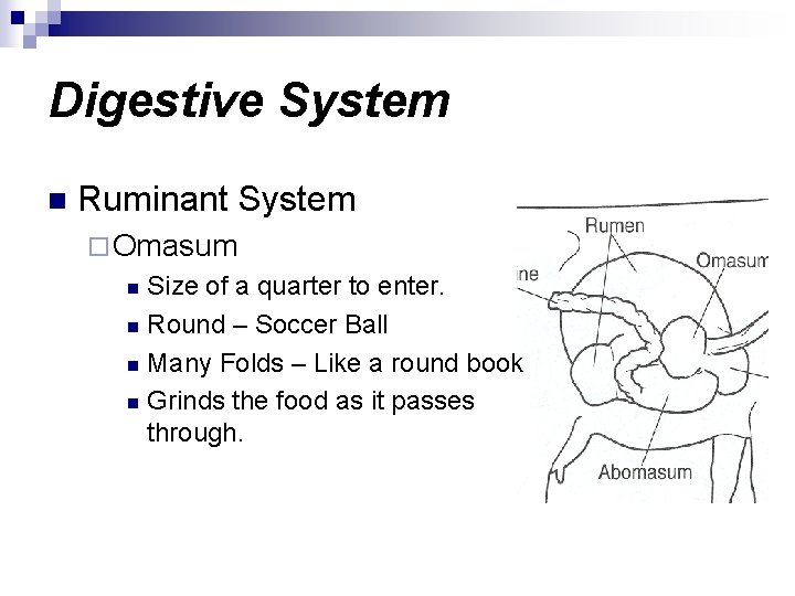 Digestive System n Ruminant System ¨ Omasum Size of a quarter to enter. n