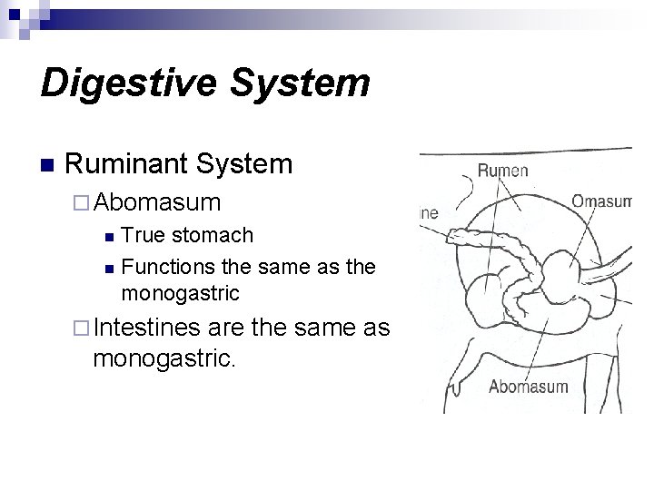 Digestive System n Ruminant System ¨ Abomasum True stomach n Functions the same as